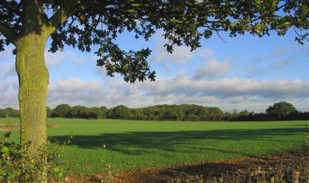 Bluntswall Woods near Billericay, Essex.