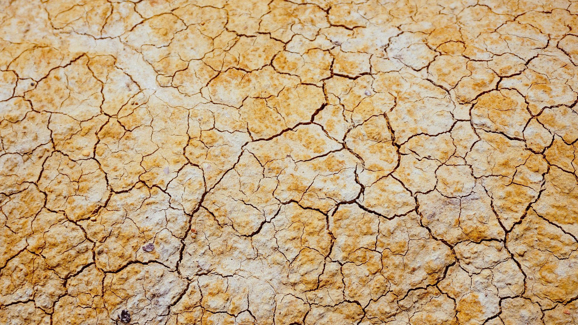 photo of dried brown soil