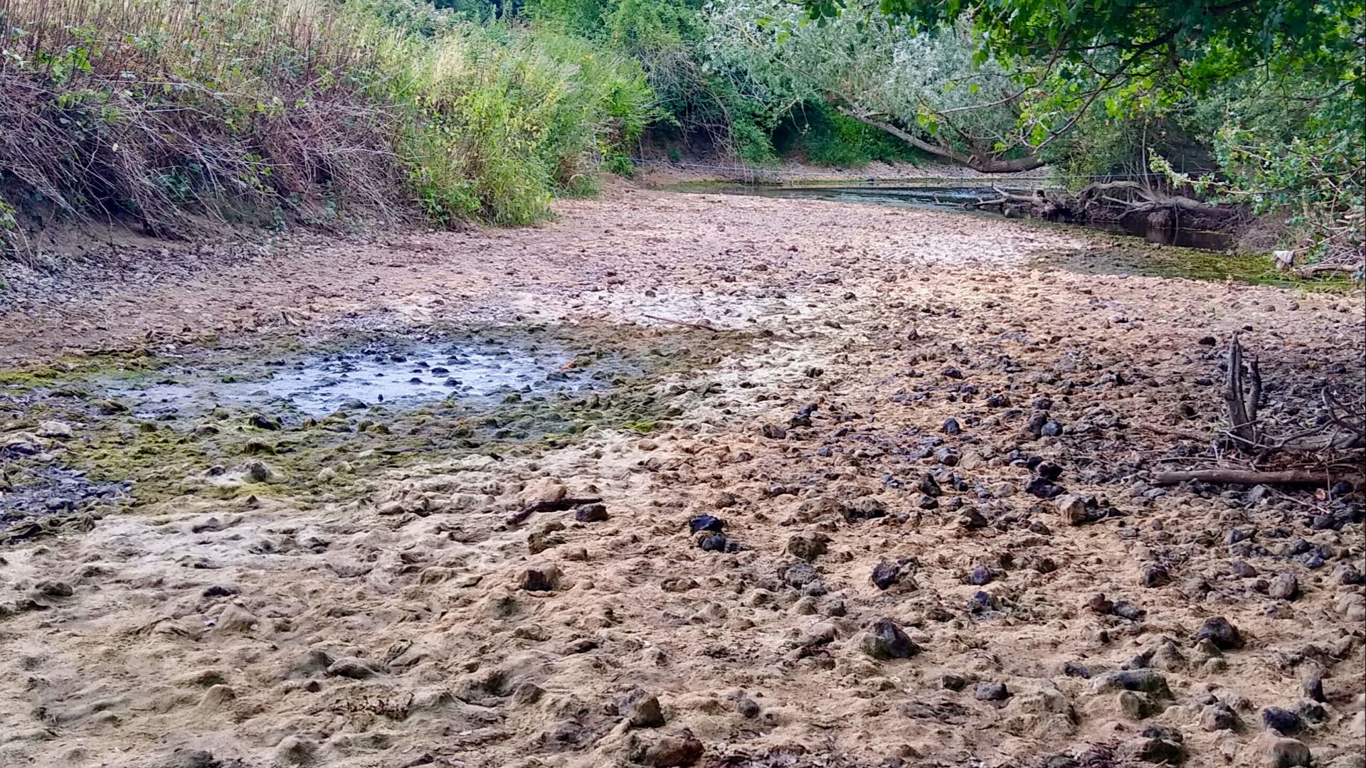 File:Dry River Mole, 20 July 2022.jpg