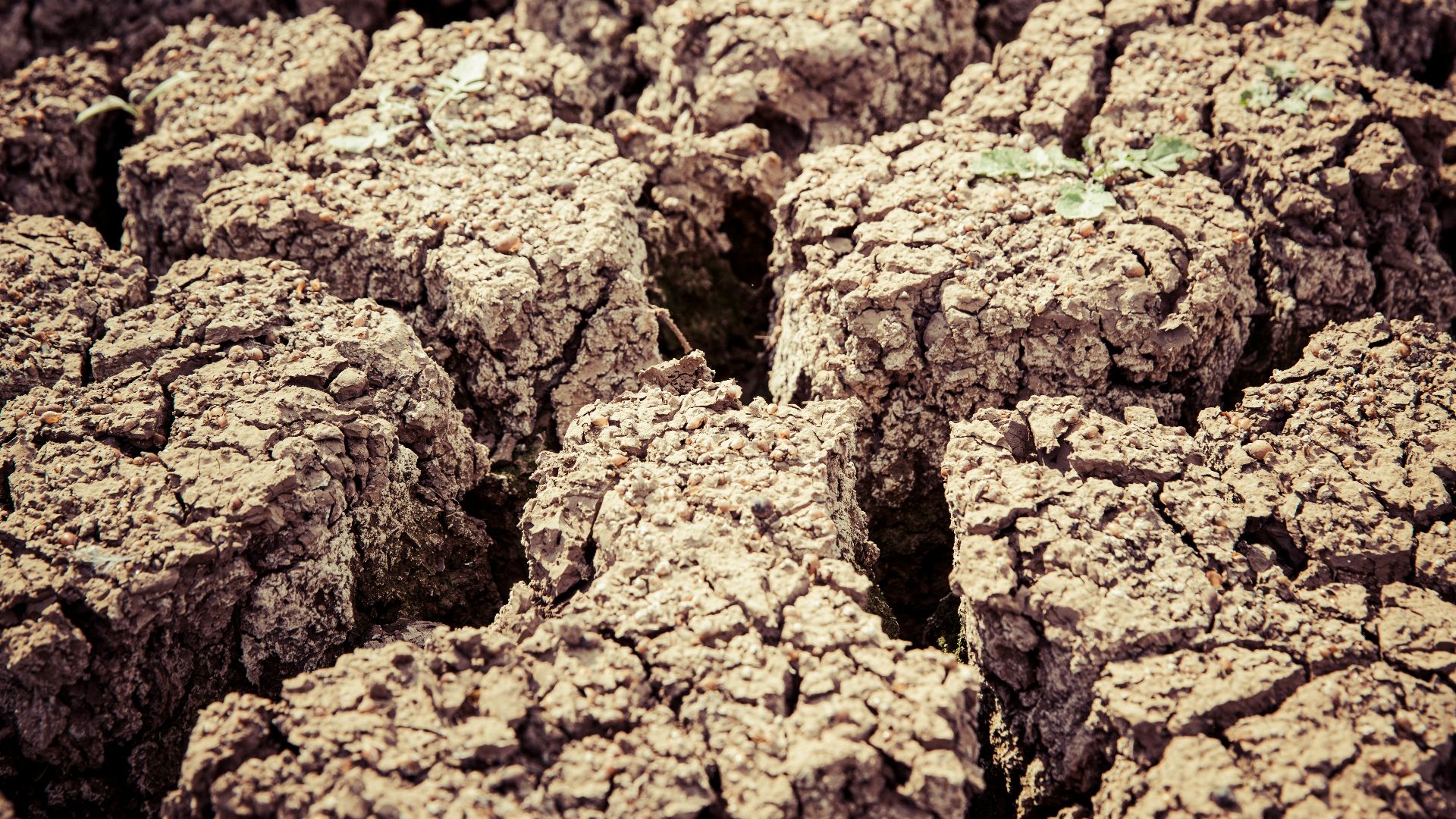 cracked brown soil