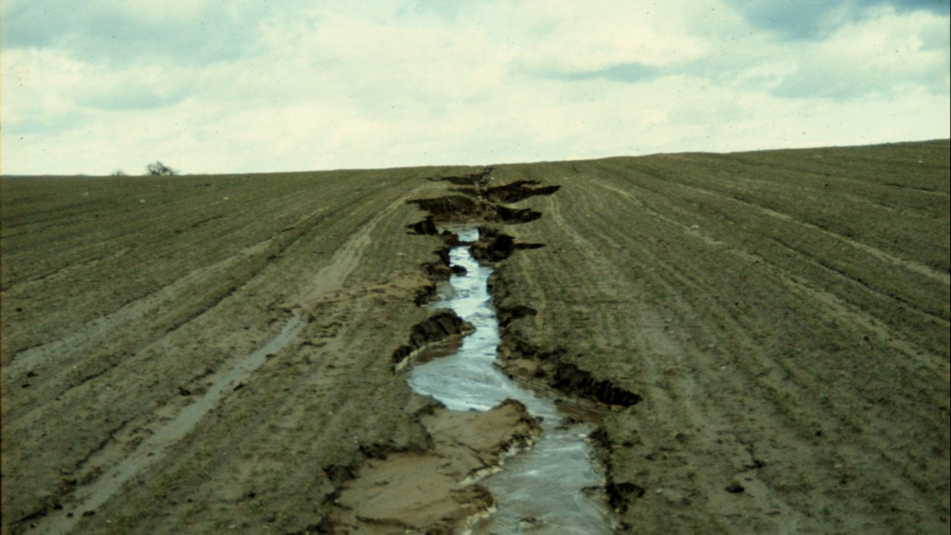 File:Eroding rill in field in eastern Germany.jpg