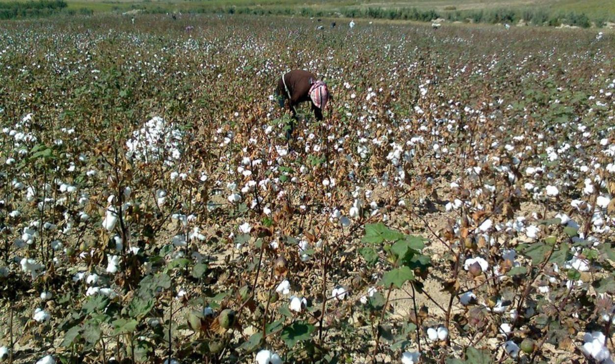 Cotton field
