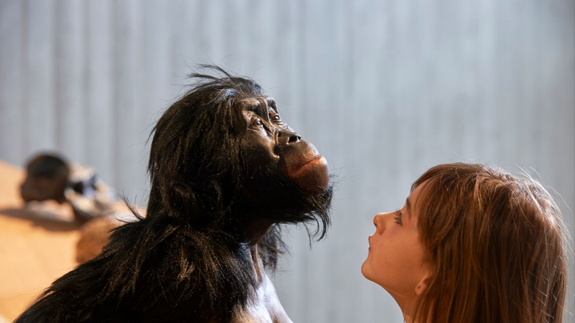 File:Australopithecus afarensis („Lucy