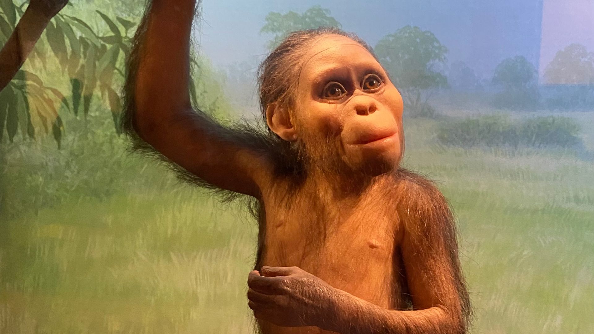 File:Selam (Australopithecus afarensis) model at California Academy of Sciences.jpg