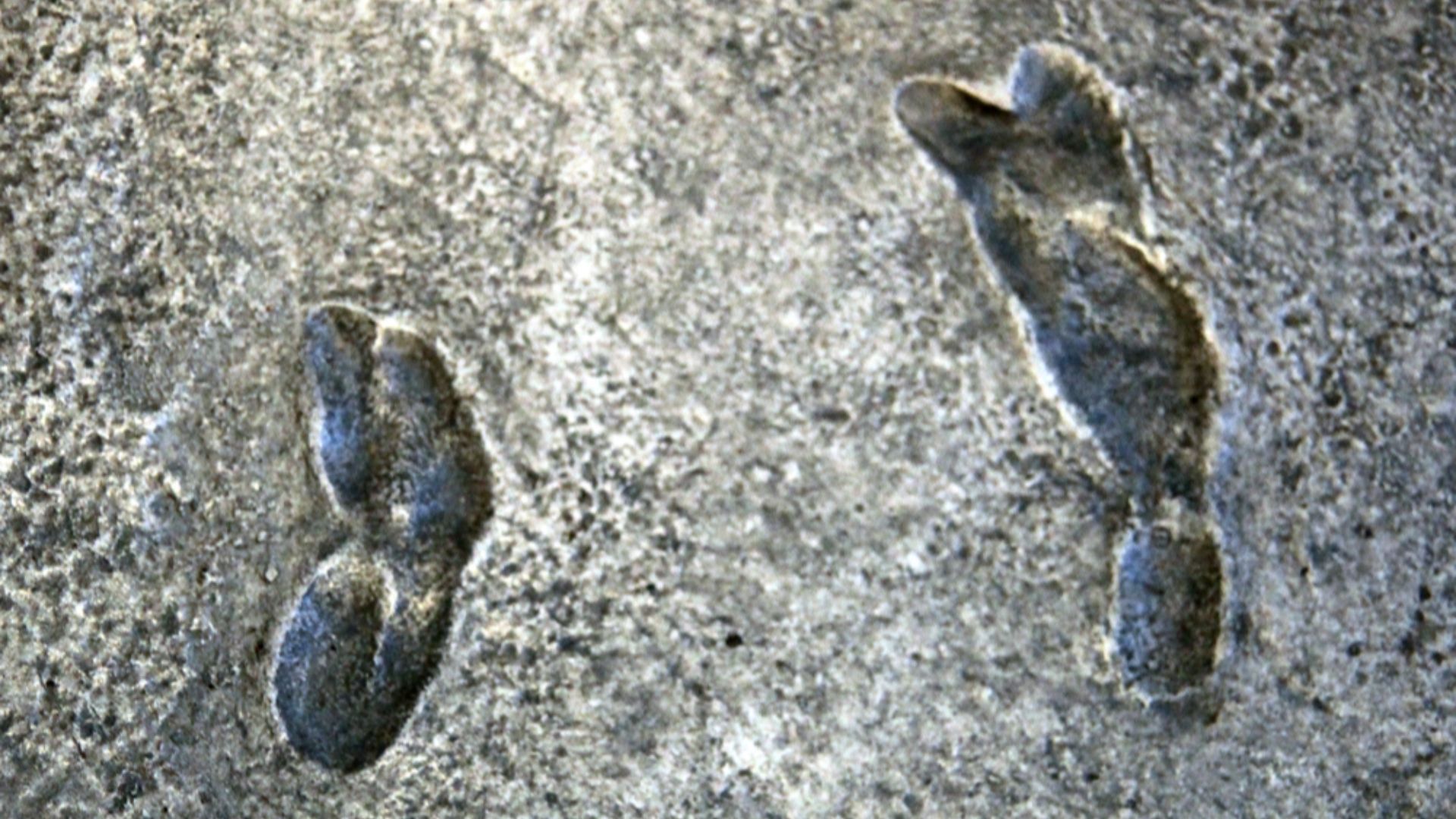 File:Earliest known human footprints - one set - australopithecus afarensis - Smithsonian Museum of Natural History - 2012-05-17.jpg