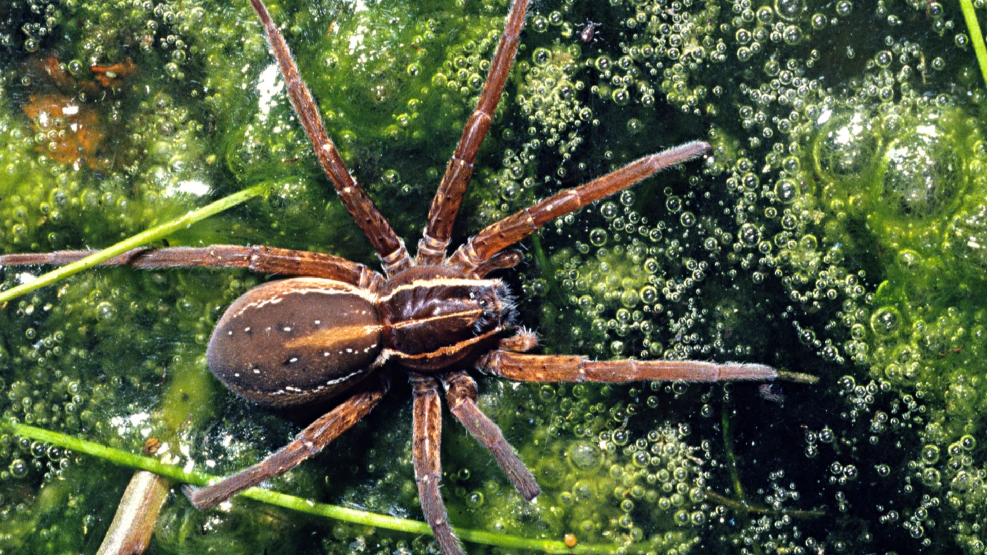File:Dolomedes aquaticus-Water Spider (NZAC06001683).jpg