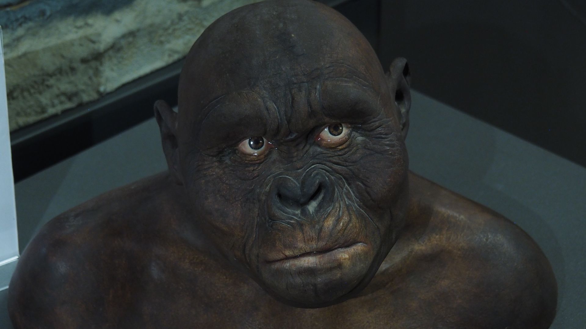 File:San Lazzaro-Museo della preistoria-Australopithecus afarensis (Lucy).jpg