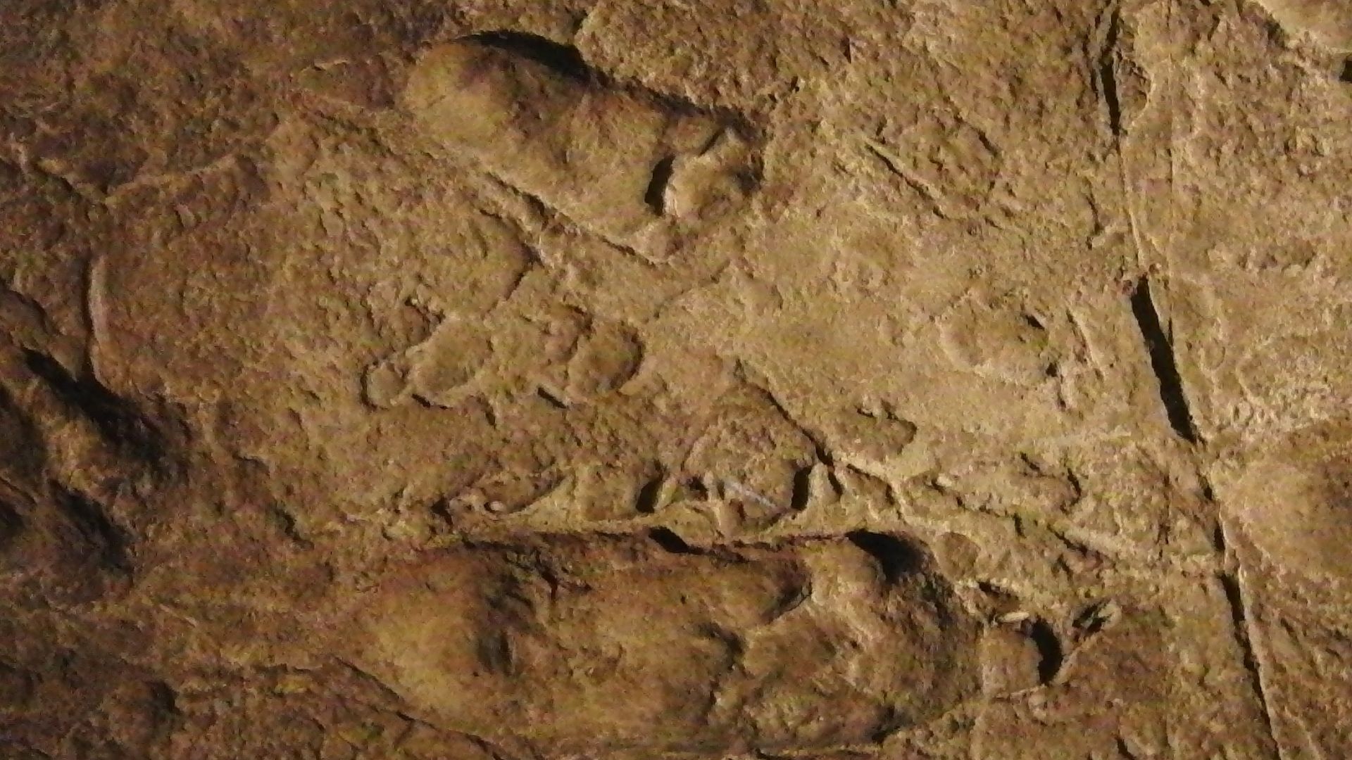 File:Laetoli footprints replica.jpg