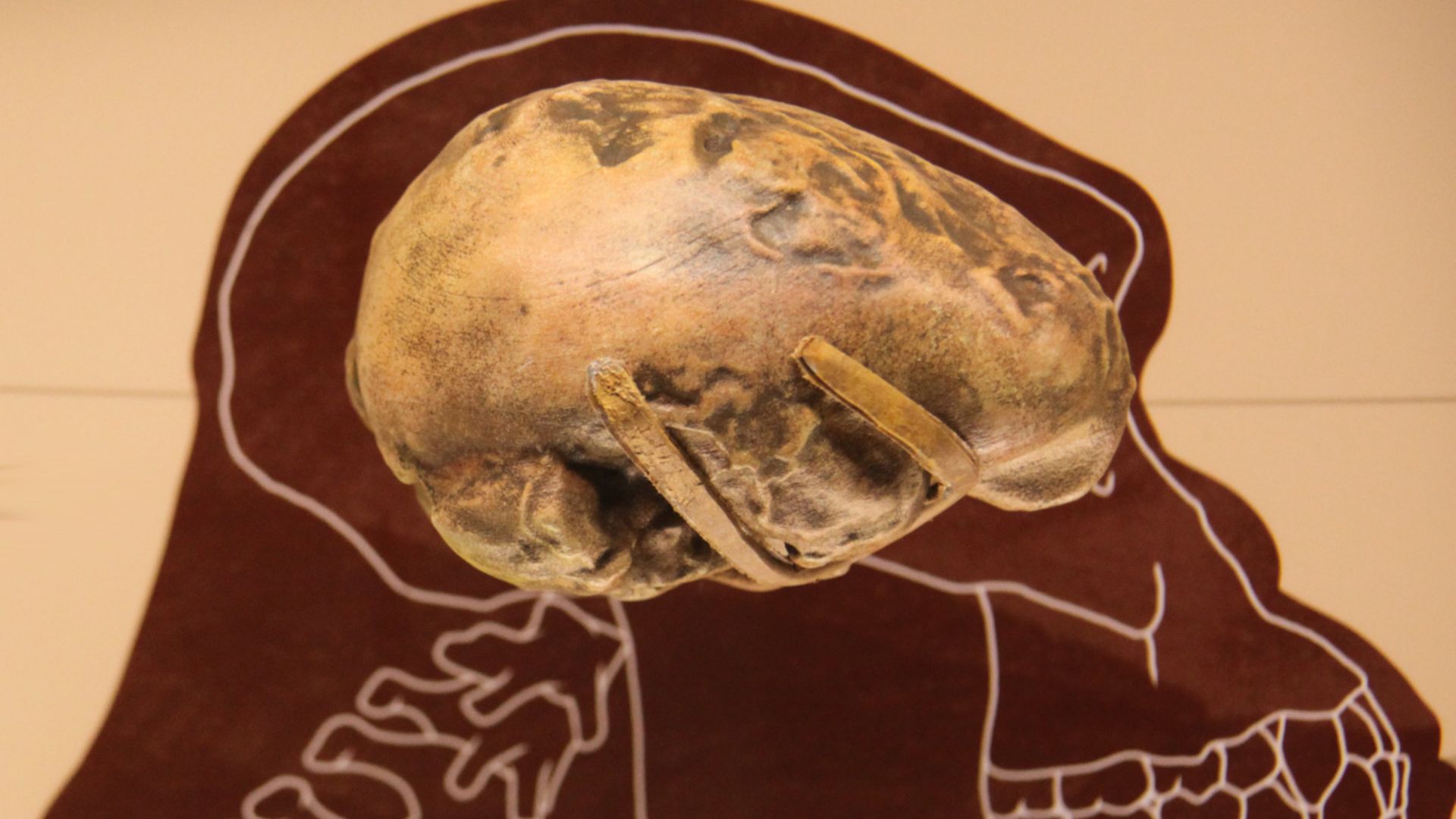 File:Australopithecus afarensis endocast - Smithsonian Museum of Natural History - 2012-05-17.jpg