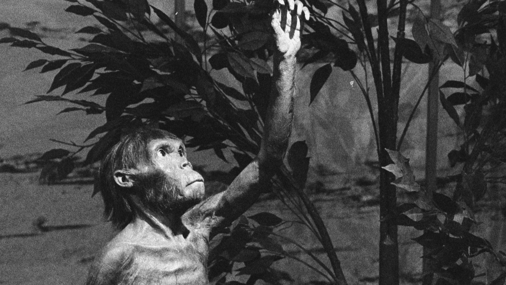 File:Opening tentoonstelling the human story in Tropenmuseum Amsterdam Lucy, Bestanddeelnr 933-7040.jpg