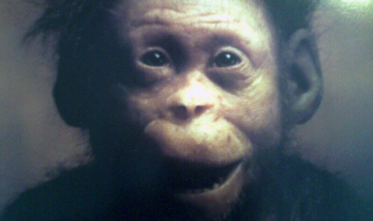 Family Dynamics And Infant Dependency