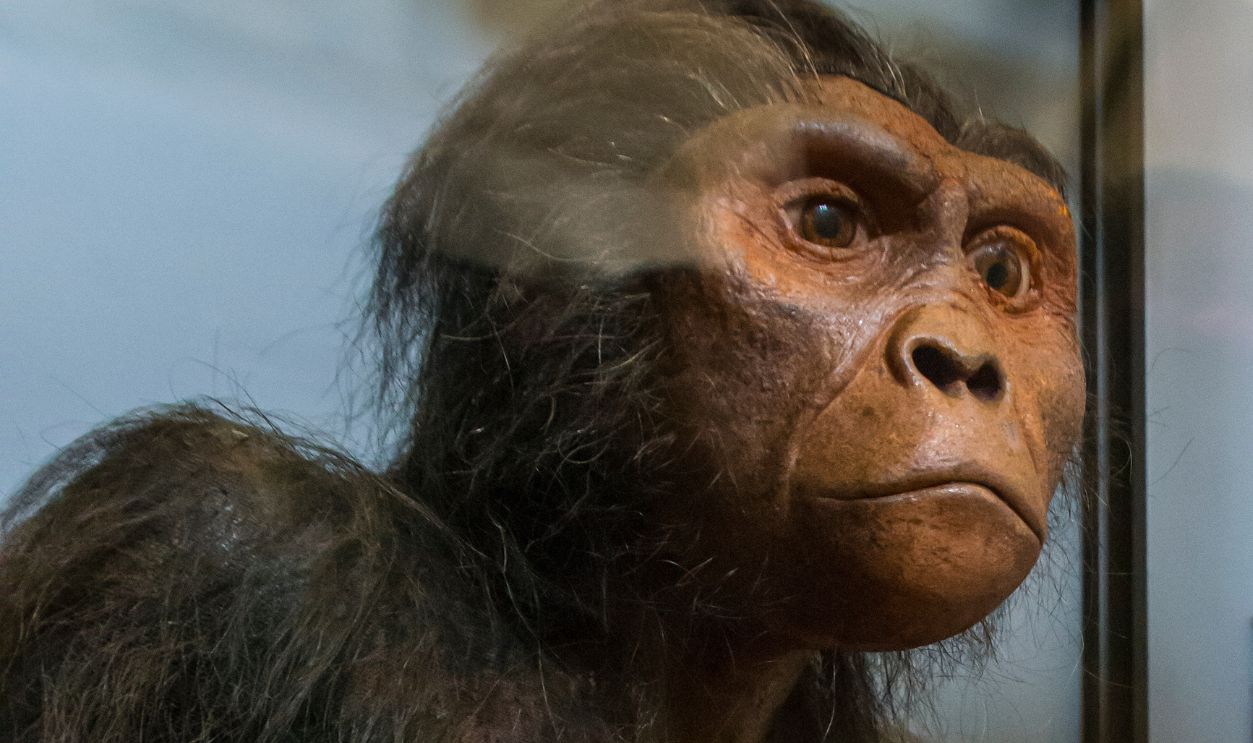 Why Lucy Is Still Studied Five Decades Later