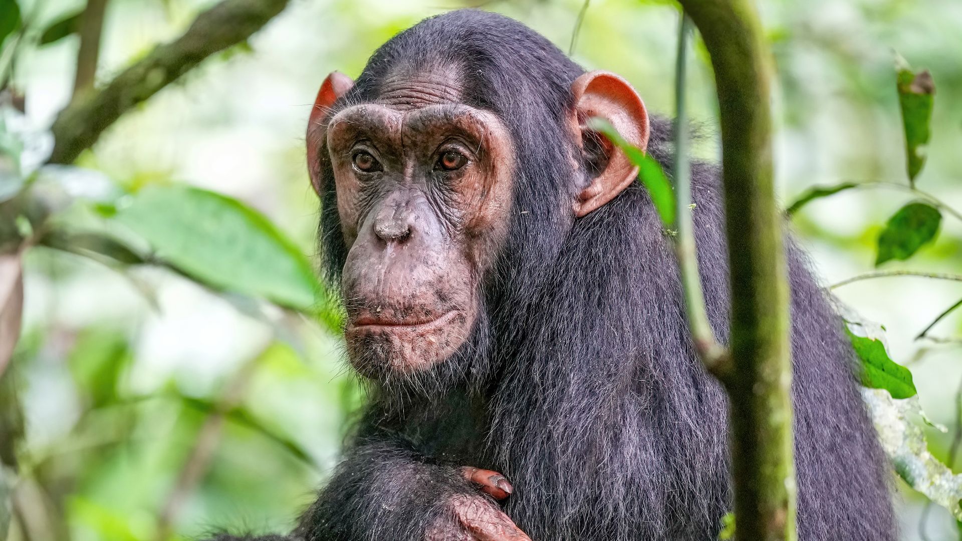 File:015 Chimpanzee at Kibale forest National Park Photo by Giles Laurent.jpg