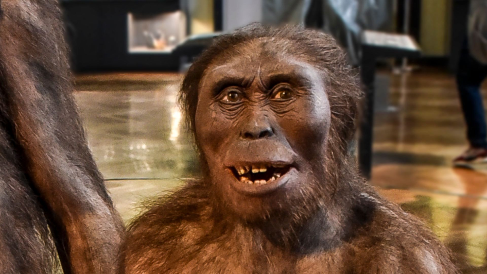 File:Australopithecus afarensis Naturhistorisches Museum Wenen 7-06-2023 11-13-12.jpg
