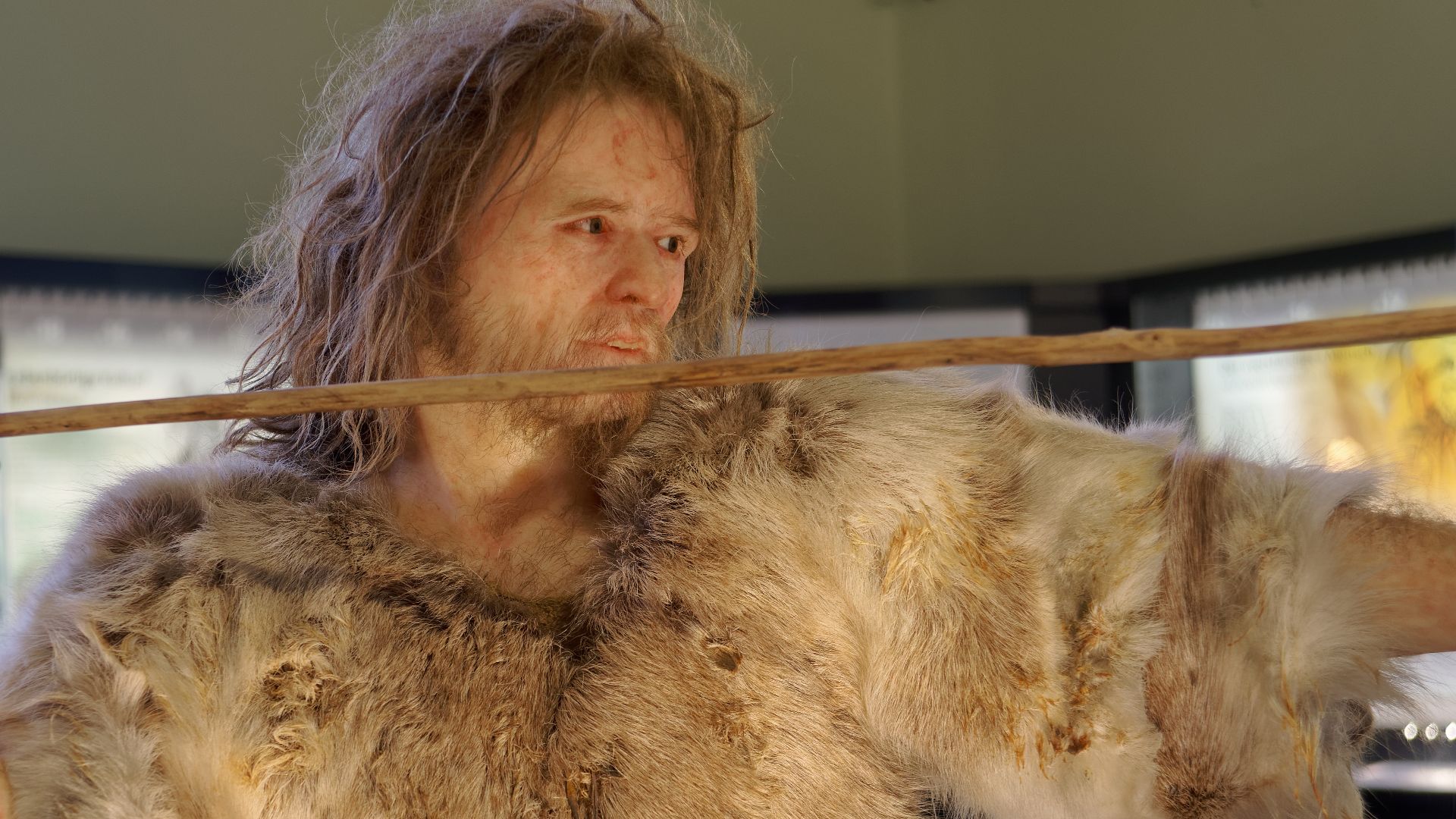 File:Homo Sapiens Cro-Magnon The Natural History Museum Vienna, 20210730 1223 1268.jpg