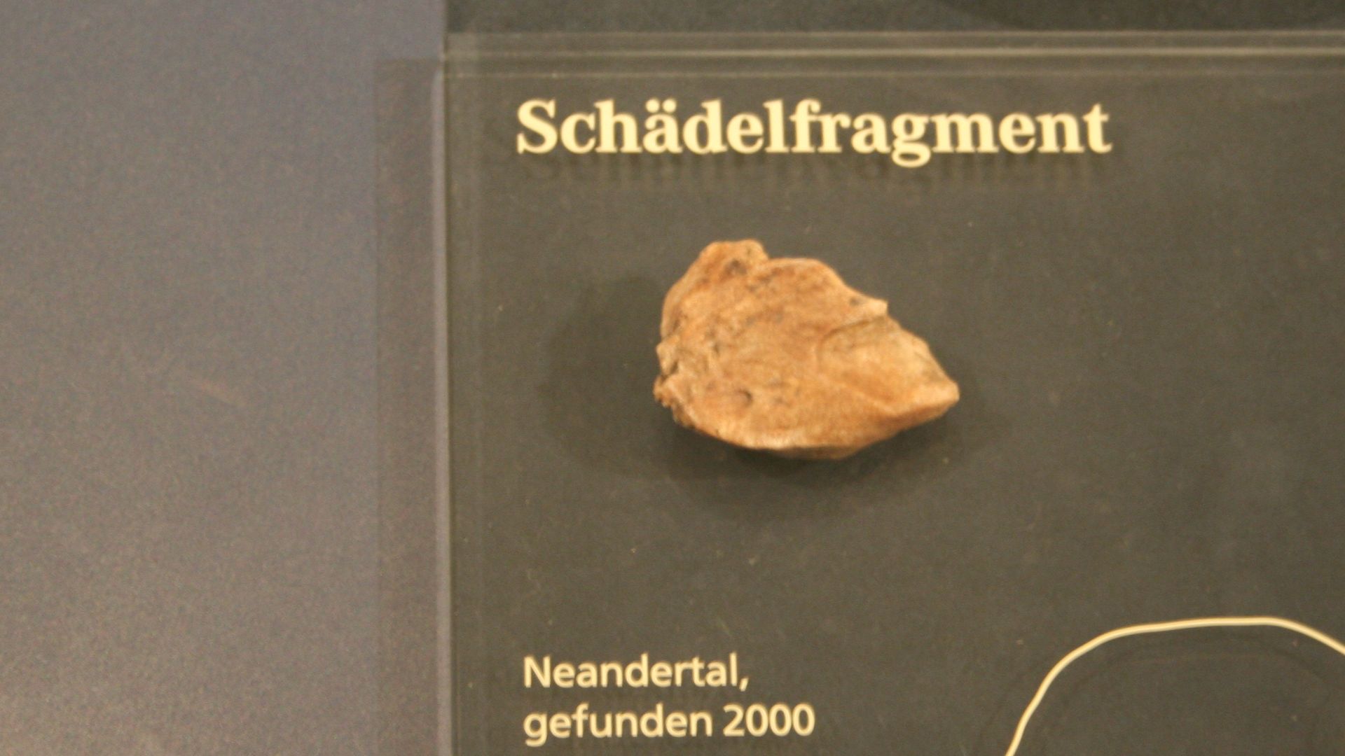 File:Neanderthal Museum 03.jpg
