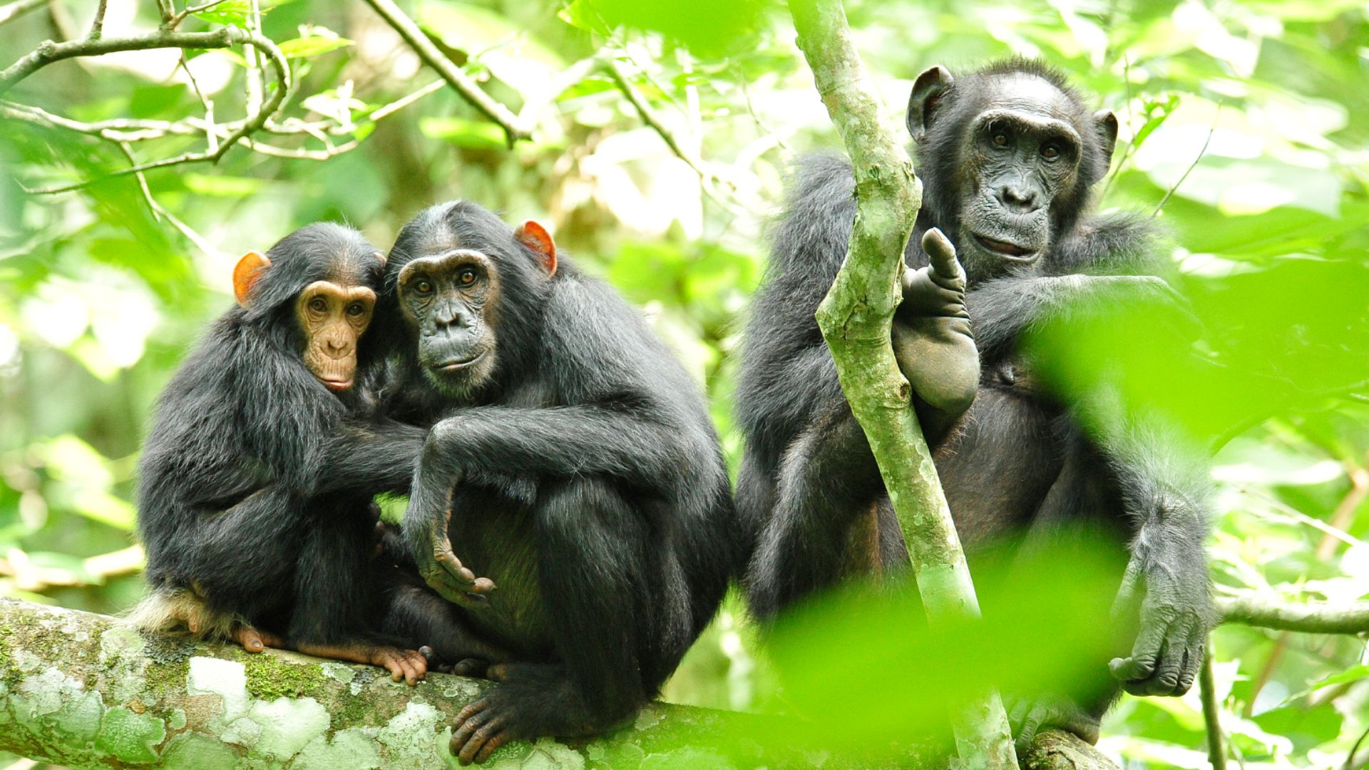 File:Chimpanzees in Uganda (5984913059).jpg