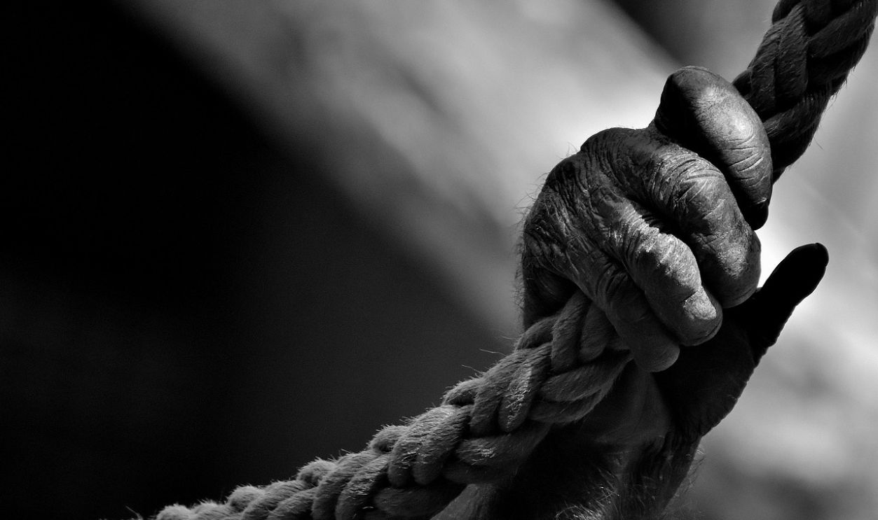 Curved Fingers Hinting At A Life In The Trees