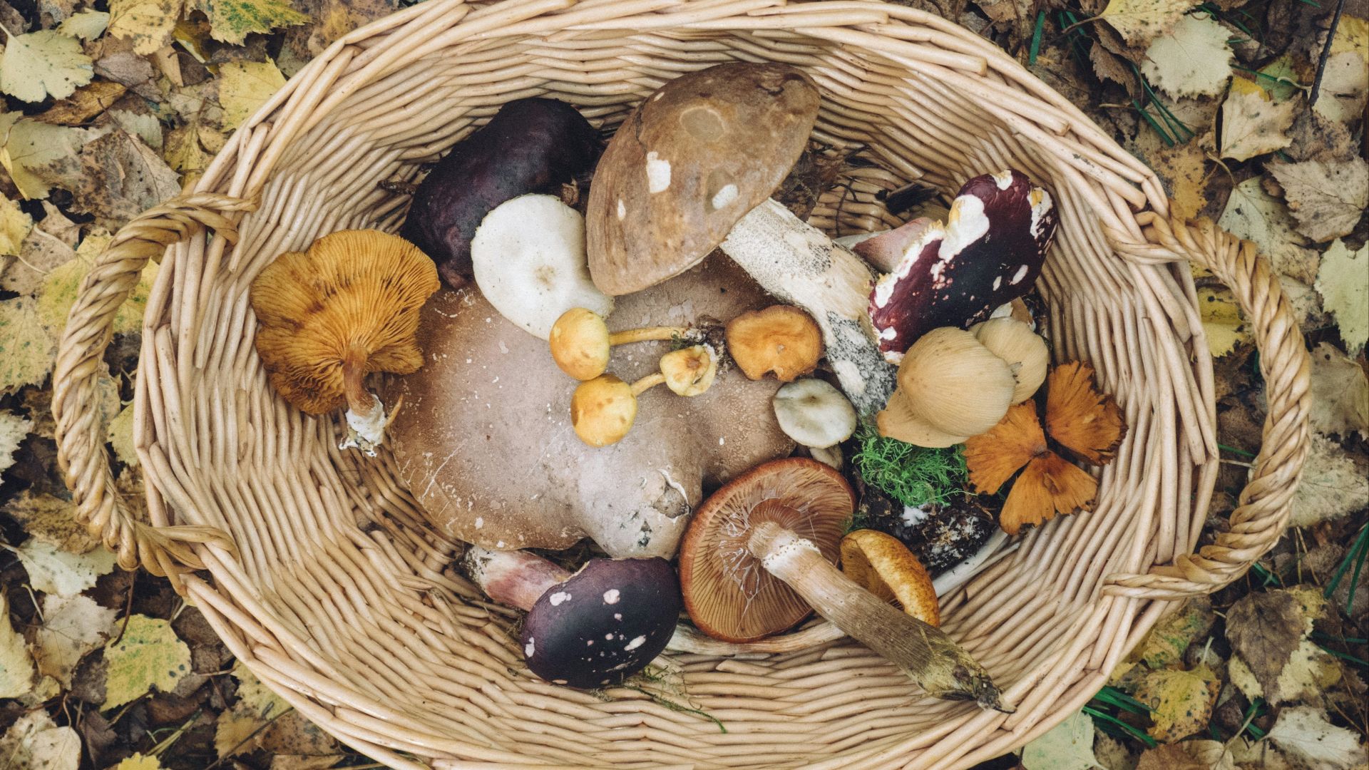 a basket filled with lots of different types of mushrooms
