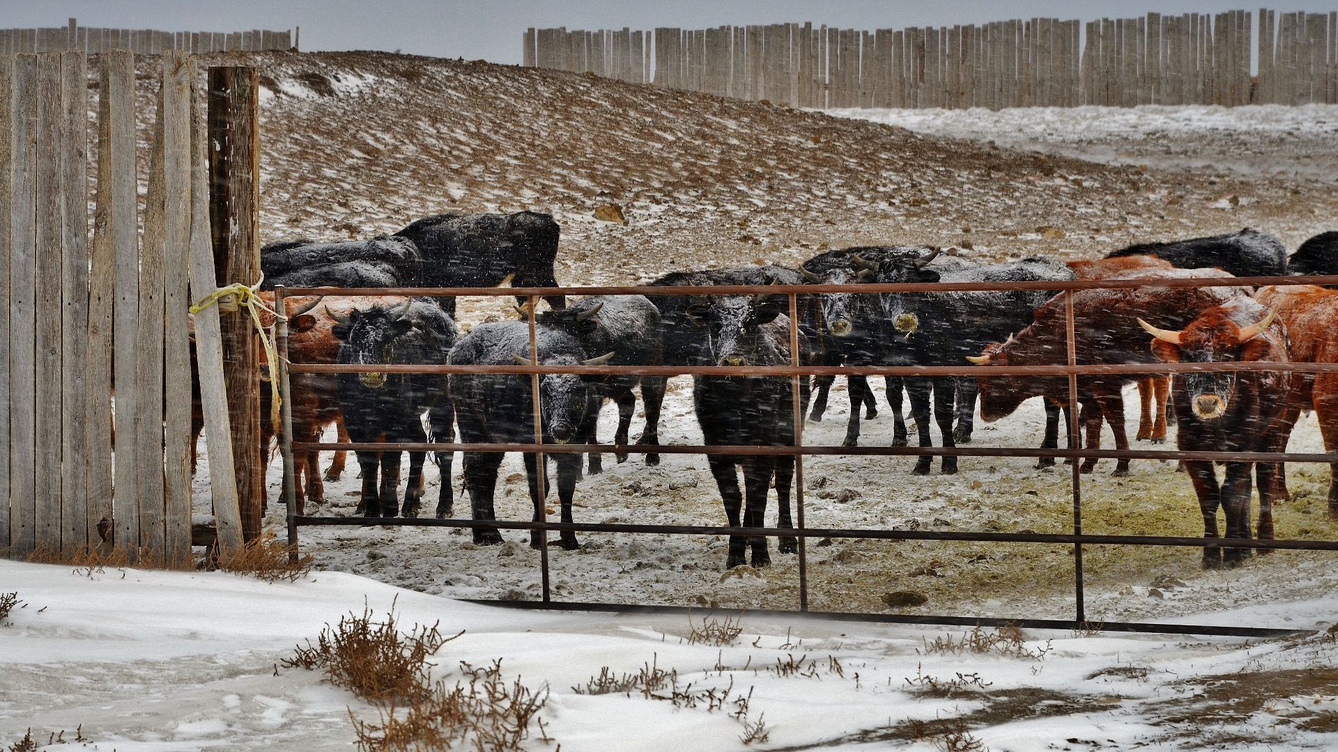 File:Wyoming Cattle - panoramio.jpg