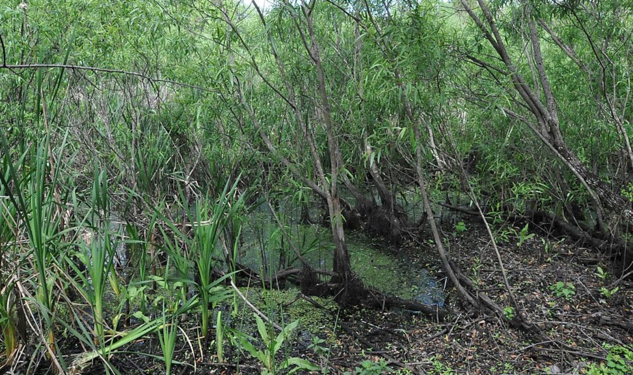 Peat bog as a burial site