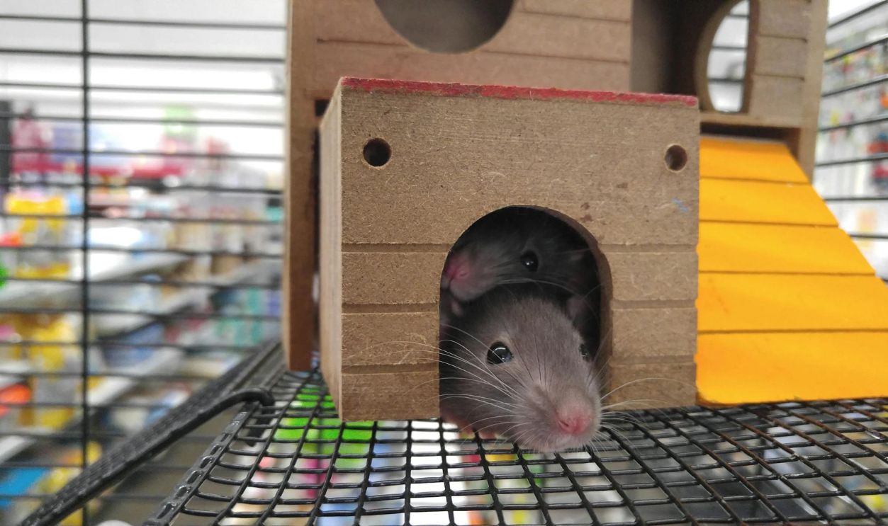 Two mice hiding