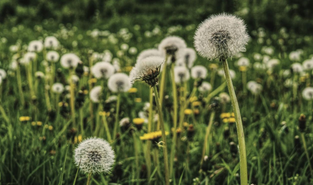 Dandelion
