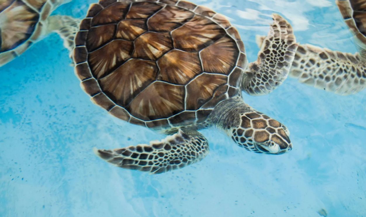 Close-Up Photo of Sea Turtle