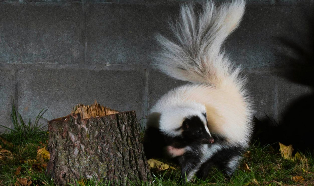 Skunk