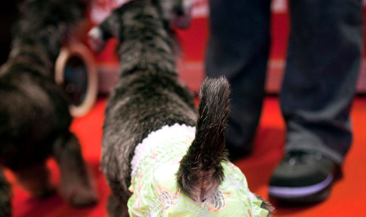 A schnauzer wears a nappy to avoid an accident on June 17, 2011 at the 