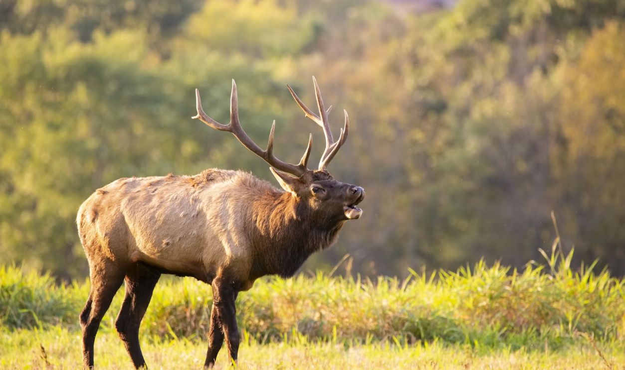 Elk