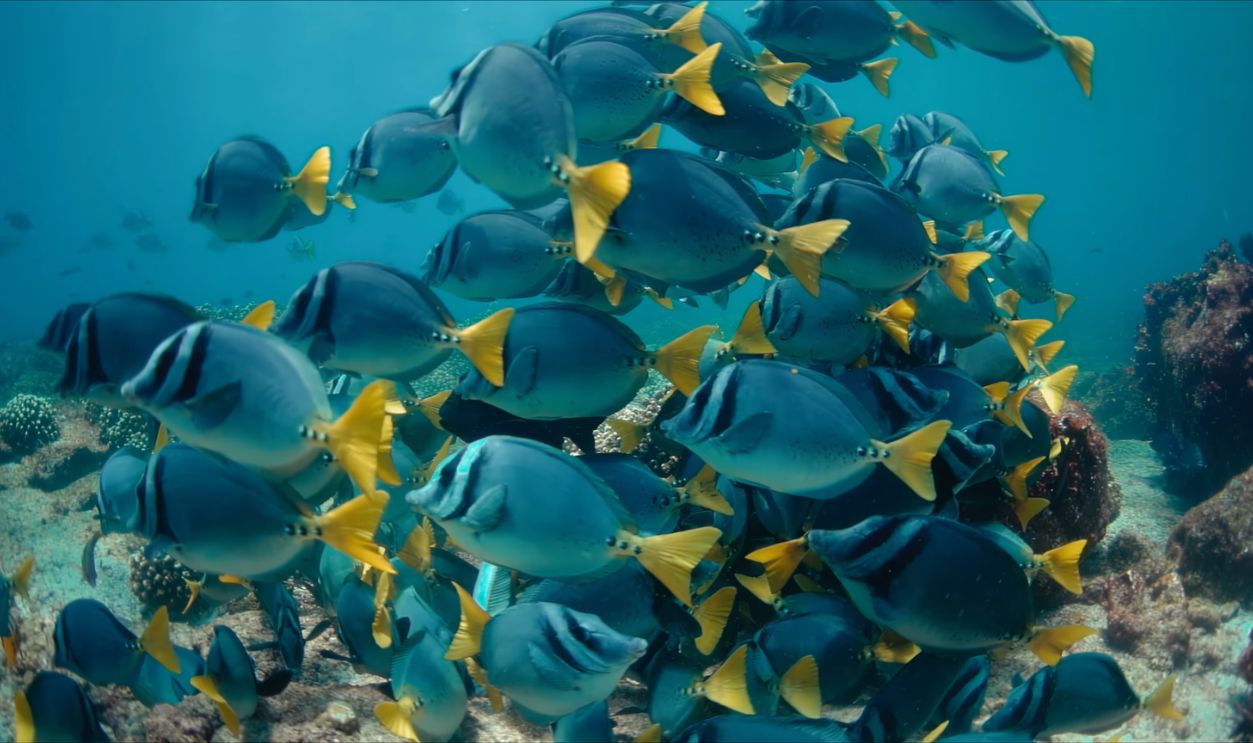 National Geographic Islander II cruise ship
