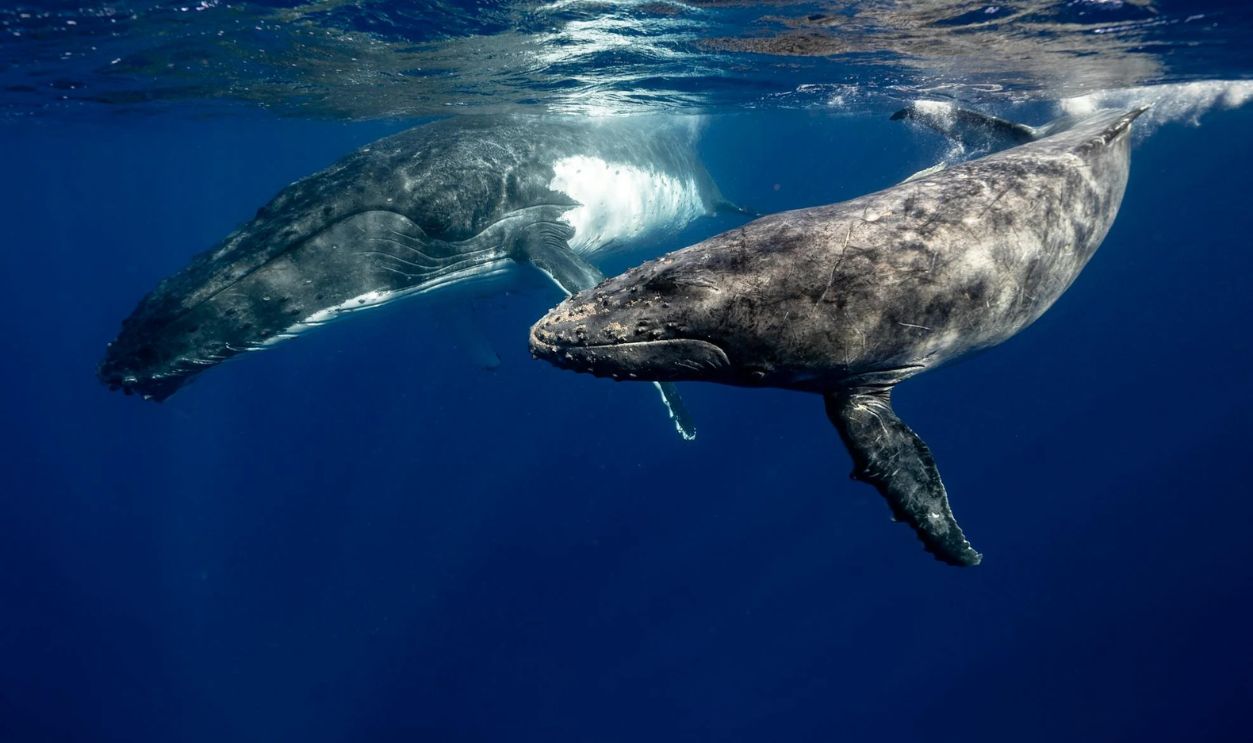 Humpback Whales 