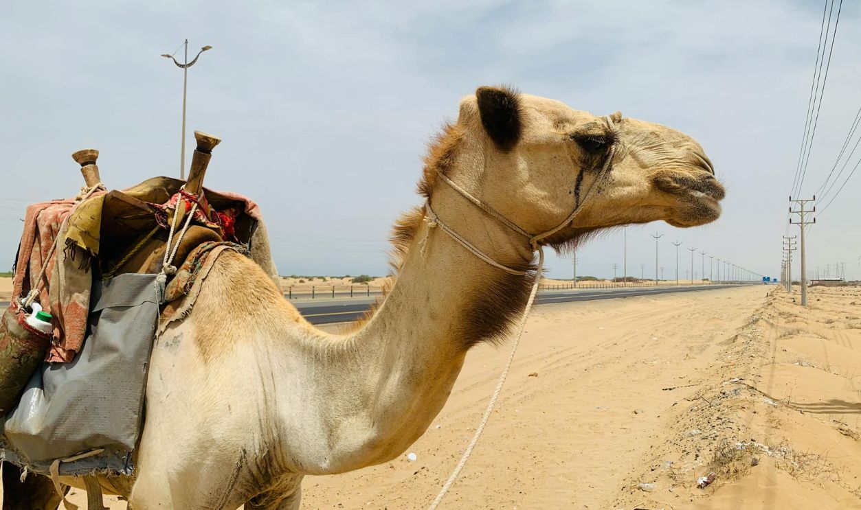 Photo of a Camel with Ropes