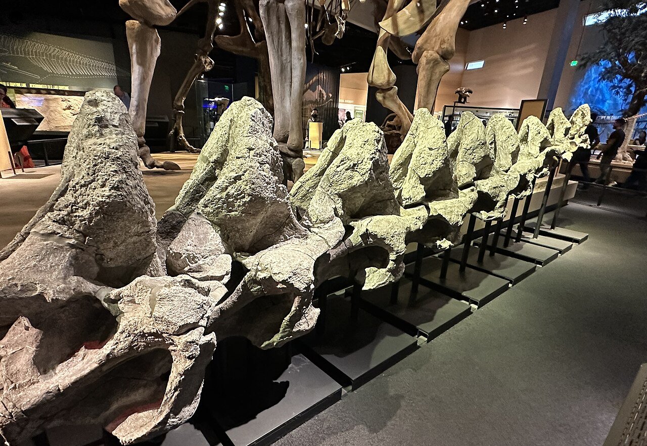 Fossil vertebral column of Alamosaurus, Perot Museum