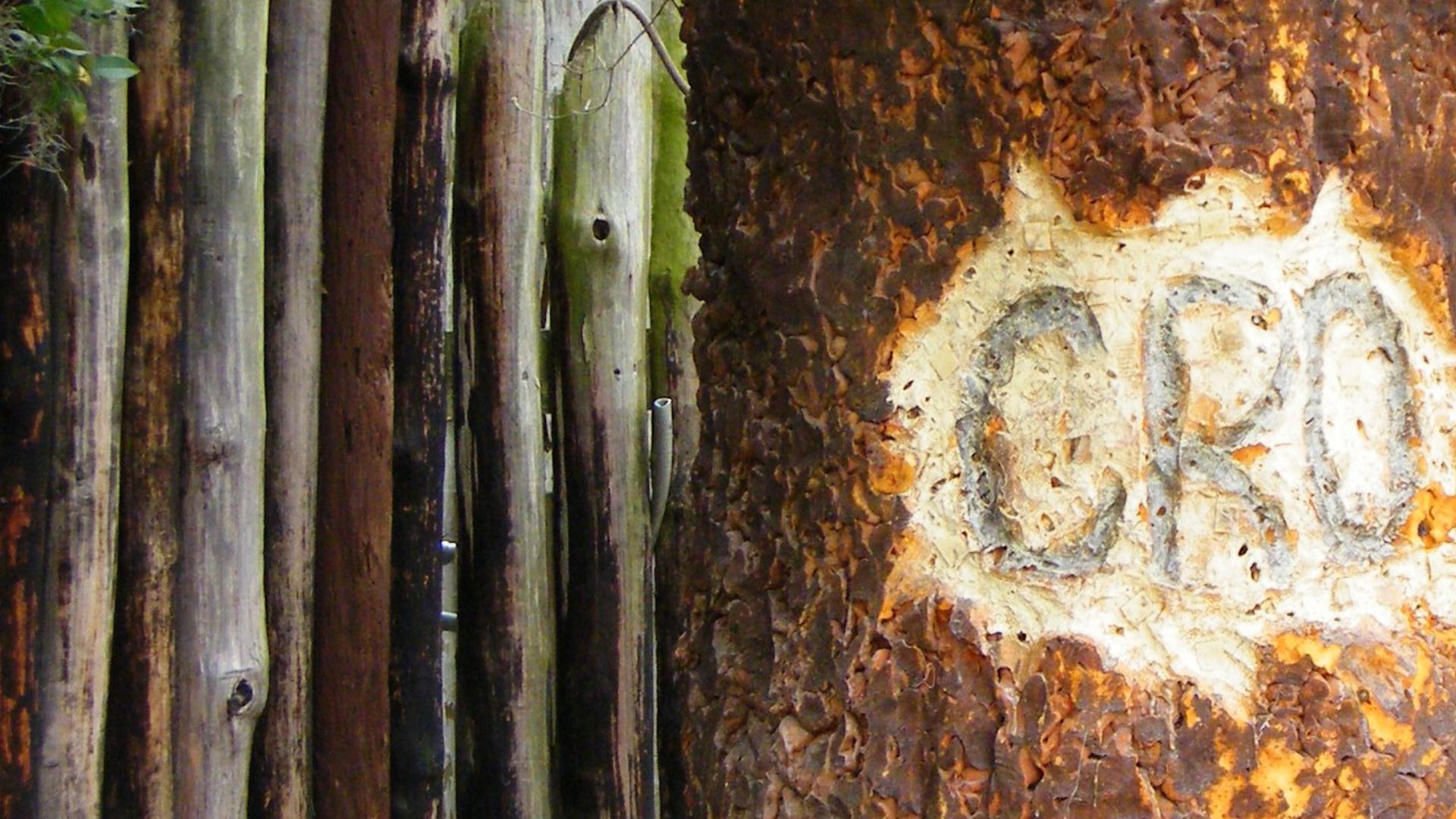 File:Lost Colony Tree - Fort Raleigh National Historic Site - Stierch.jpg