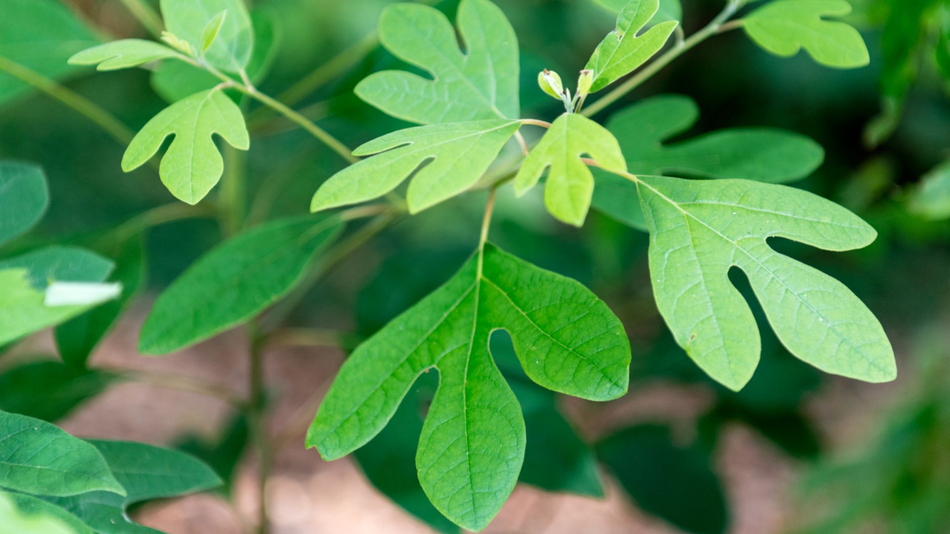 File:Sassafras Leaves June Nbg (261691941).jpeg