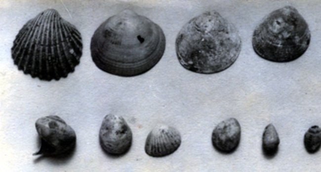 Shells unearthed from Egypt