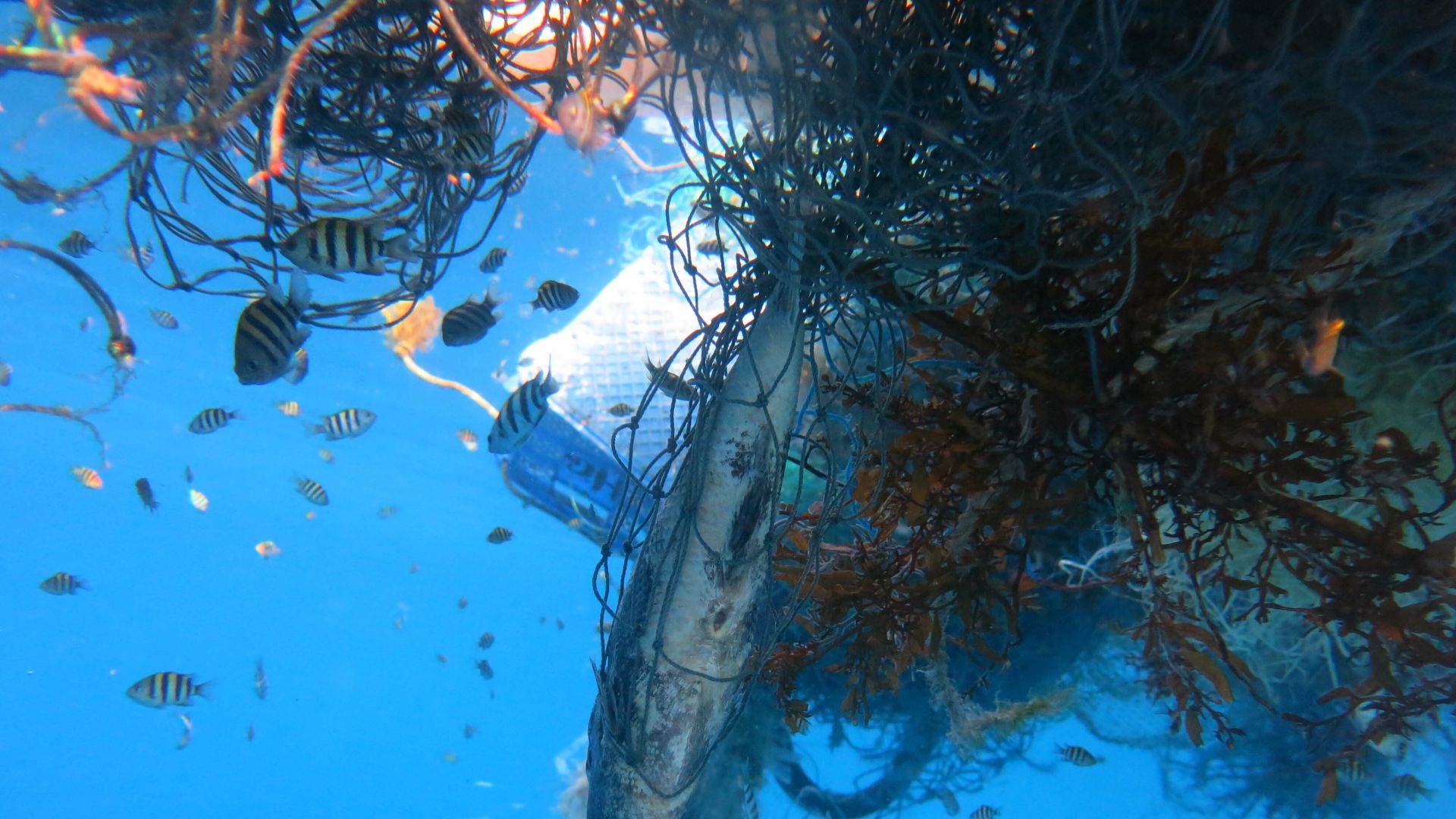 File:Marine organisms entangled in a ghost net within the Maldives (Olive Ridley Project).jpg