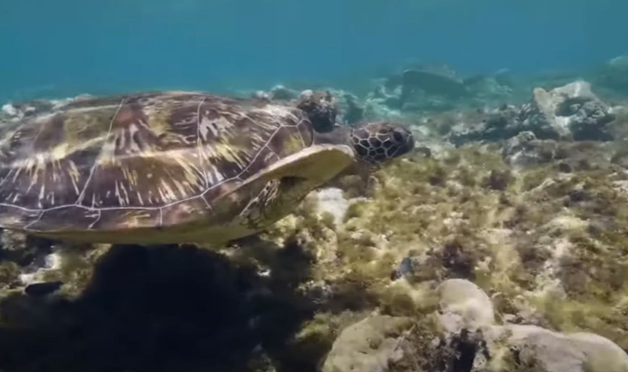 Pacific Garbage Patch