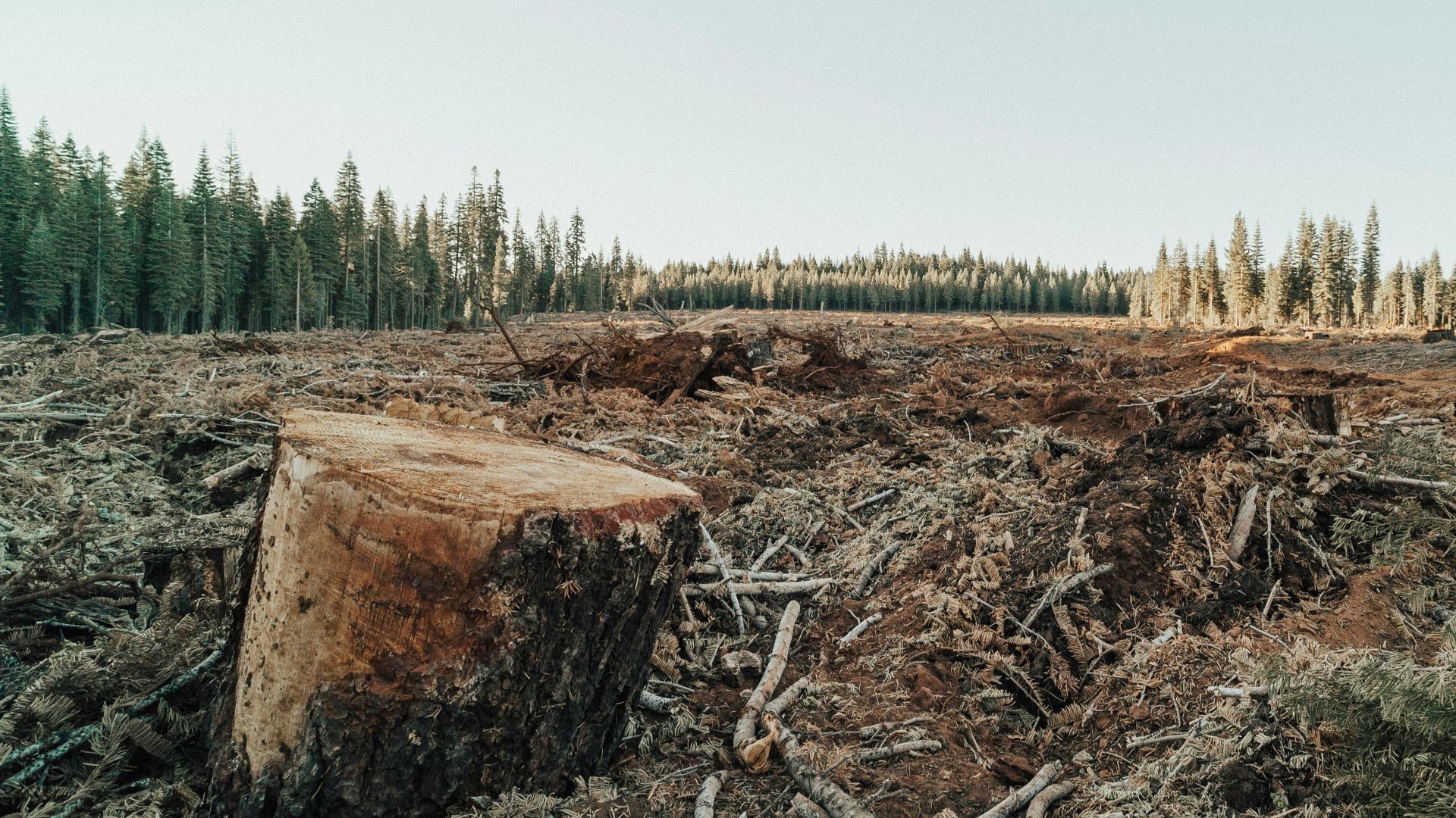 brown tree log on green grass field during daytime