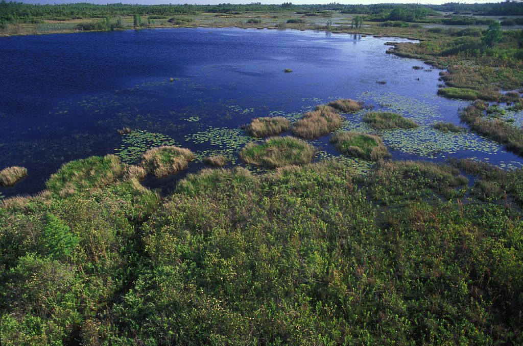 Aerial view of wetlands in Okefenokee