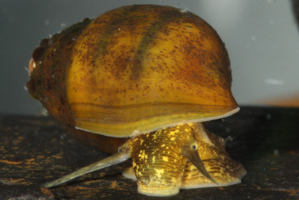 A live Elimia clara from the Cahaba River, Shelby County, Alabama
