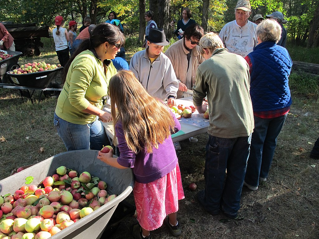 A group stands around a table Cutting apples to press for cider