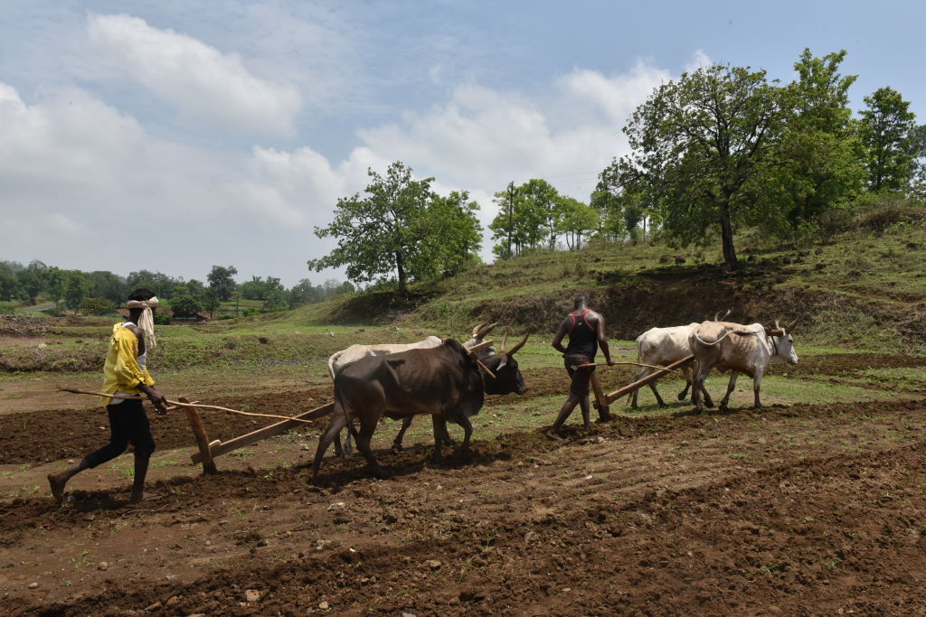 Baiga farmers plough the field