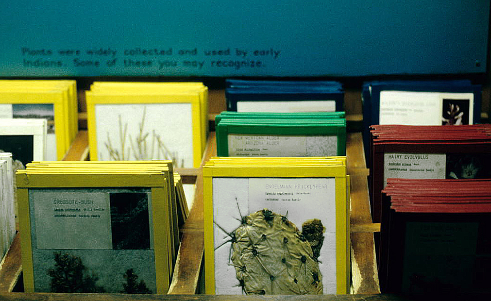 Classified herbarium specimens at Montezuma Castle Visitor Center. Yavapai County, Arizona, U.S.A.