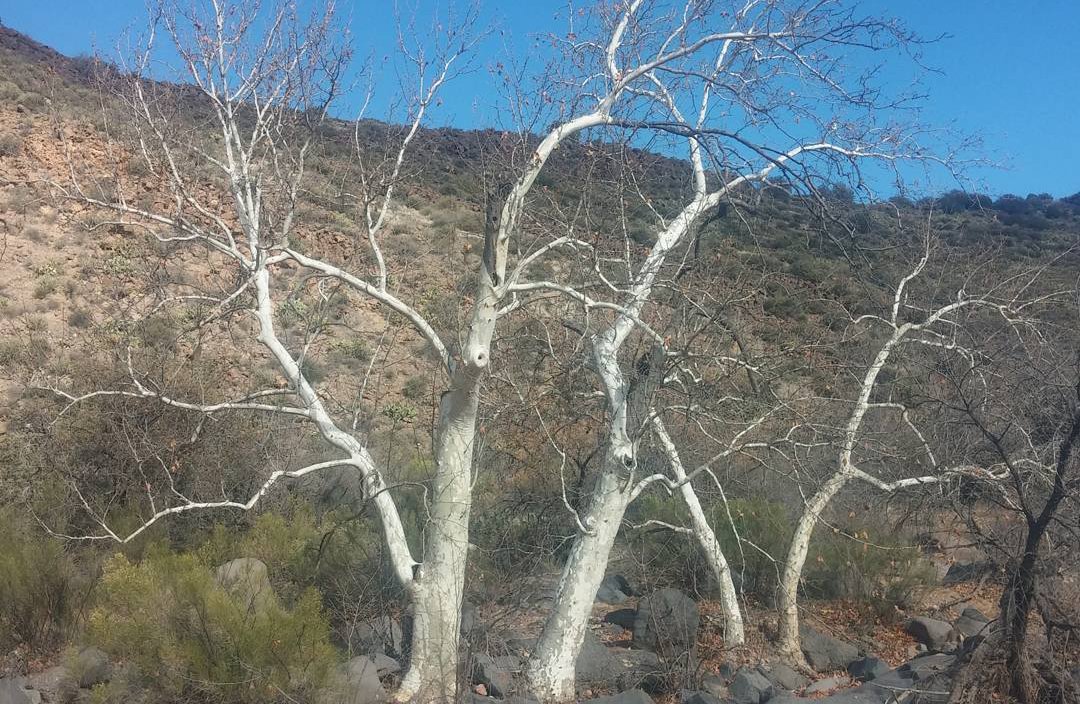 Arizona Sycamore on a hill