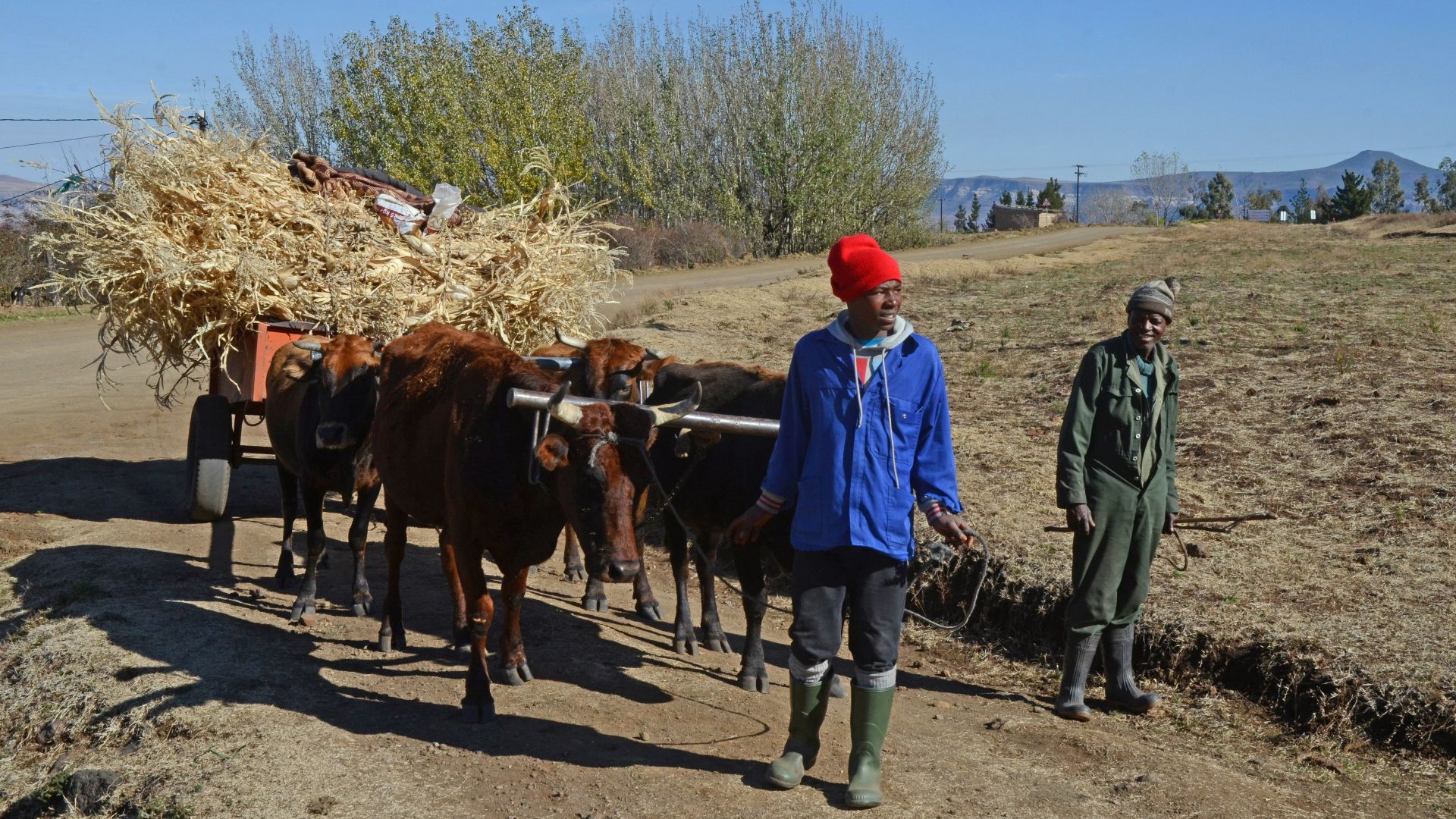 2 men in blue jacket and red helmet standing beside brown cow during daytime