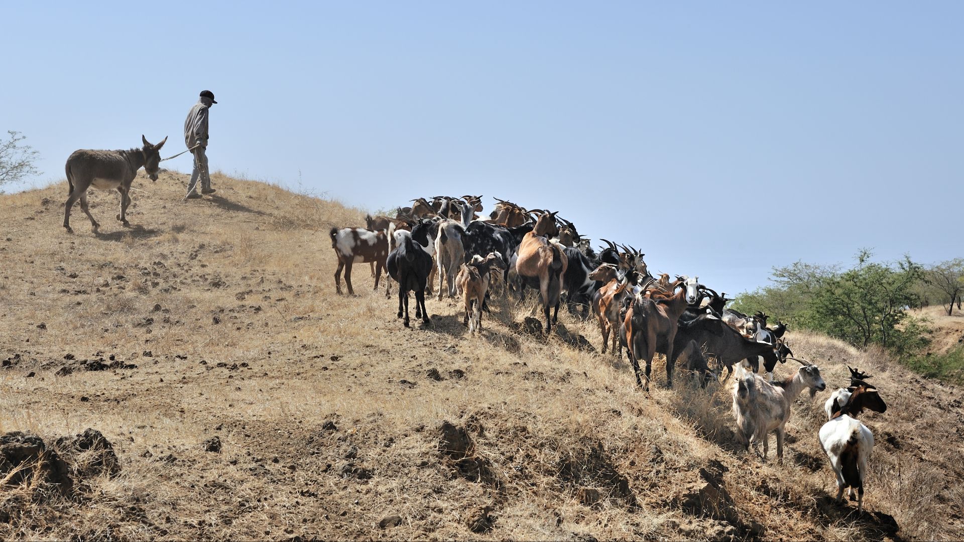 File:Cape Verde Fogo Goats.jpg