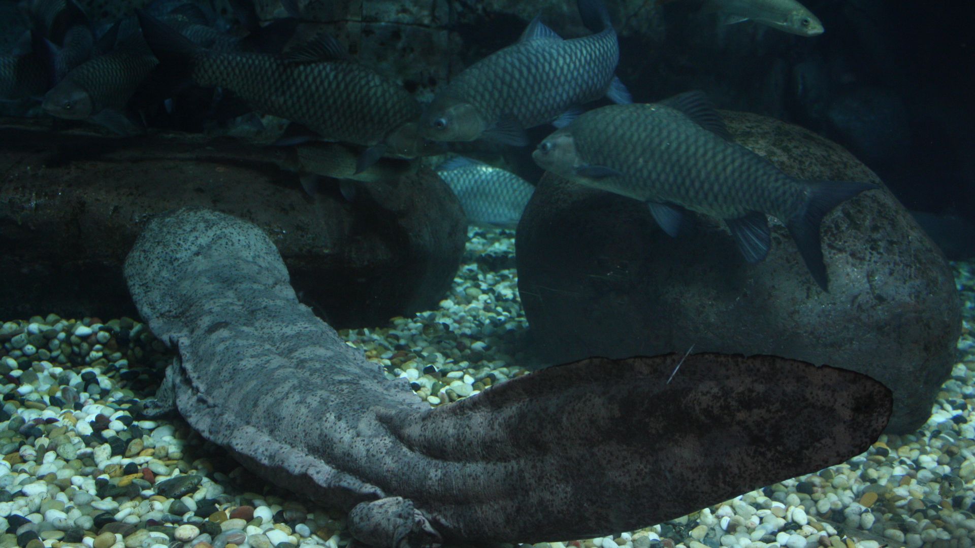 File:2009 Andrias davidianus.JPG